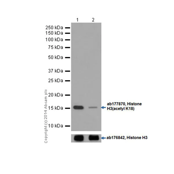 Western blot - Anti-Histone H3 (acetyl K18) antibody [EPR16595] - ChIP Grade (AB177870)