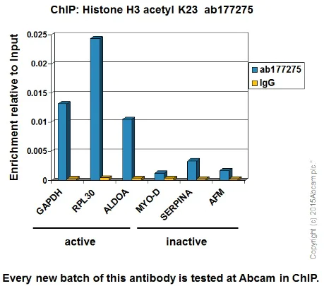 ChIP - Anti-Histone H3 (acetyl K23) antibody [EPR17712] - BSA and Azide free (AB232434)