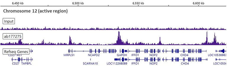 ChIP-sequencing - Anti-Histone H3 (acetyl K23) antibody [EPR17712] - BSA and Azide free (AB232434)