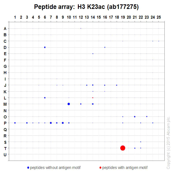 Peptide Array - Anti-Histone H3 (acetyl K23) antibody [EPR17712] - BSA and Azide free (AB232434)
