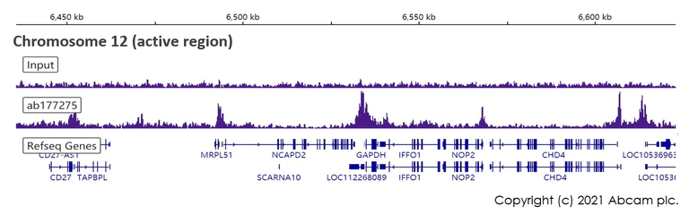 ChIP-sequencing - Anti-Histone H3 (acetyl K23) antibody [EPR17712] - ChIP Grade (AB177275)