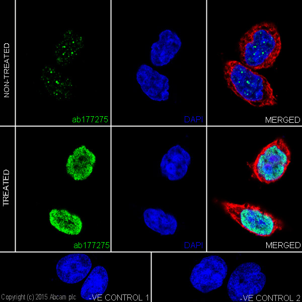 Immunocytochemistry/ Immunofluorescence - Anti-Histone H3 (acetyl K23) antibody [EPR17712] - ChIP Grade (AB177275)