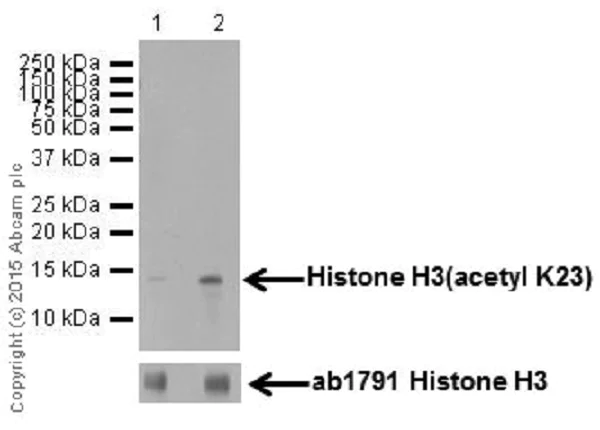 Western blot - Anti-Histone H3 (acetyl K23) antibody [EPR17712] - ChIP Grade (AB177275)