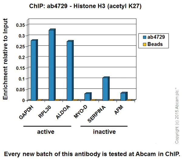 ChIP - Anti-Histone H3 (acetyl K27) antibody - ChIP Grade (AB4729)