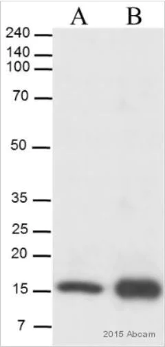 Western blot - Anti-Histone H3 (acetyl K27) antibody - ChIP Grade (AB4729)