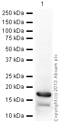 Western blot - Anti-Histone H3 (acetyl K27) antibody - ChIP Grade (AB4729)