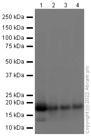 Western blot - Anti-Histone H3 (acetyl K27) antibody - ChIP Grade (AB4729)