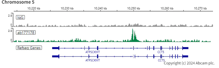 ChIC/CUT&RUN sequencing - Anti-Histone H3 (acetyl K27) antibody [EP16602] - ChIP Grade (AB177178)