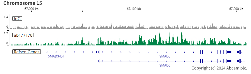 ChIC/CUT&RUN sequencing - Anti-Histone H3 (acetyl K27) antibody [EP16602] - ChIP Grade (ab177178), expandable thumbnail