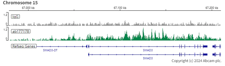 ChIC/CUT&RUN sequencing - Anti-Histone H3 (acetyl K27) antibody [EP16602] - ChIP Grade (AB177178)