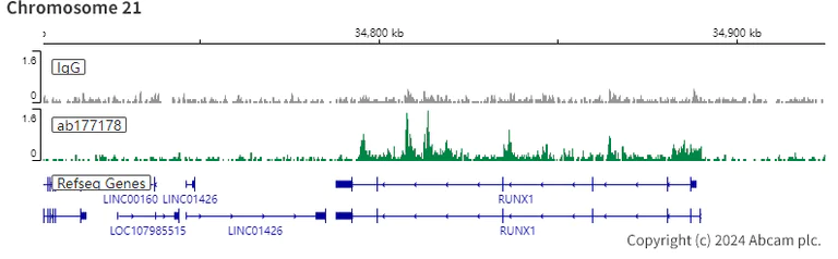 ChIC/CUT&RUN sequencing - Anti-Histone H3 (acetyl K27) antibody [EP16602] - ChIP Grade (AB177178)