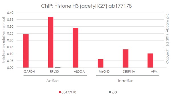 ChIP - Anti-Histone H3 (acetyl K27) antibody [EP16602] - ChIP Grade (AB177178), expandable thumbnail