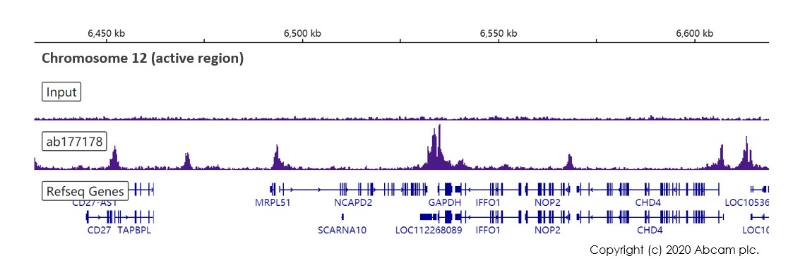 ChIP-sequencing - Anti-Histone H3 (acetyl K27) antibody [EP16602] - ChIP Grade (AB177178), expandable thumbnail