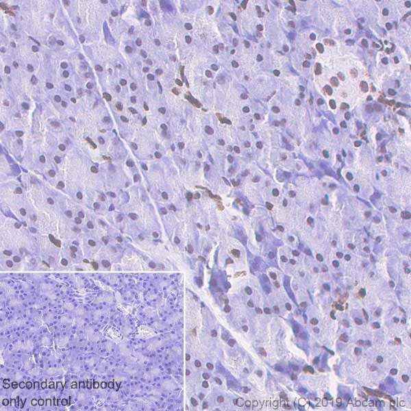Immunohistochemistry (Formalin/PFA-fixed paraffin-embedded sections) - Anti-Histone H3 (acetyl K27) antibody [EP16602] - ChIP Grade (AB177178)