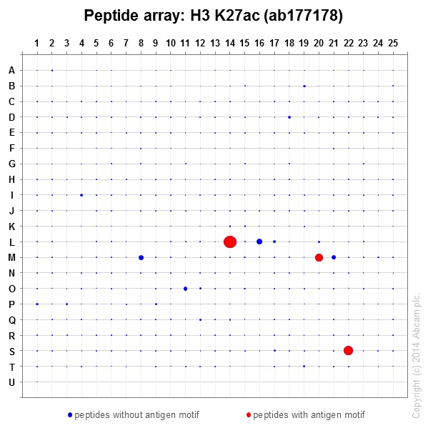 Peptide Array - Anti-Histone H3 (acetyl K27) antibody [EP16602] - ChIP Grade (ab177178), expandable thumbnail