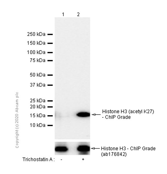 Western blot - Anti-Histone H3 (acetyl K27) antibody [EP16602] - ChIP Grade (ab177178), expandable thumbnail