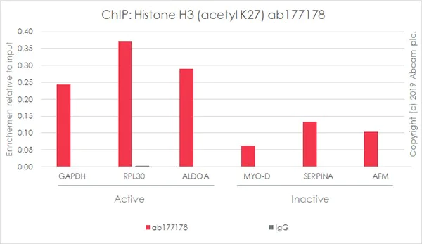 ChIP - Anti-Histone H3 (acetyl K27) antibody [EP16602] - ChIP Grade - BSA and Azide free (AB302877)