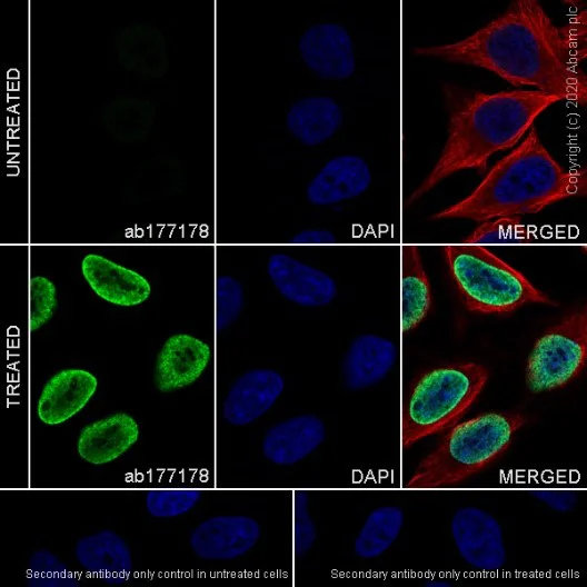 Immunocytochemistry/ Immunofluorescence - Anti-Histone H3 (acetyl K27) antibody [EP16602] - ChIP Grade - BSA and Azide free (AB302877)