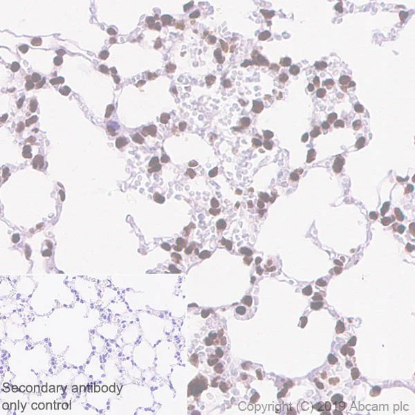 Immunohistochemistry (Formalin/PFA-fixed paraffin-embedded sections) - Anti-Histone H3 (acetyl K27) antibody [EP16602] - ChIP Grade - BSA and Azide free (AB302877)