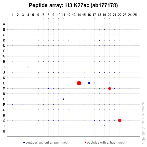 Peptide Array - Anti-Histone H3 (acetyl K27) antibody [EP16602] - ChIP Grade - BSA and Azide free (AB302877)