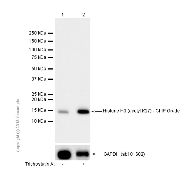 Western blot - Anti-Histone H3 (acetyl K27) antibody [EP16602] - ChIP Grade - BSA and Azide free (AB302877)
