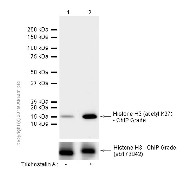 Western blot - Anti-Histone H3 (acetyl K27) antibody [EP16602] - ChIP Grade - BSA and Azide free (AB302877)