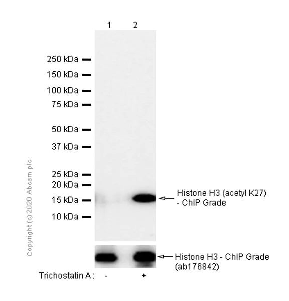 Western blot - Anti-Histone H3 (acetyl K27) antibody [EP16602] - ChIP Grade - BSA and Azide free (AB302877)