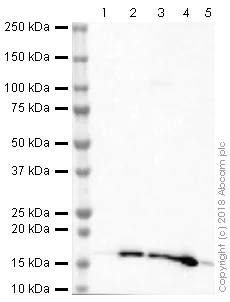 Western blot - Anti-Histone H3 (acetyl K27) antibody [EPR21237] (AB241152)