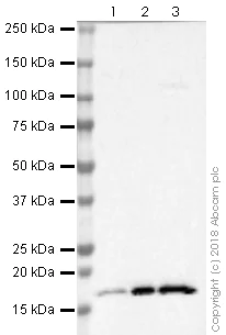 Western blot - Anti-Histone H3 (acetyl K27) antibody [EPR21237] (AB241152)