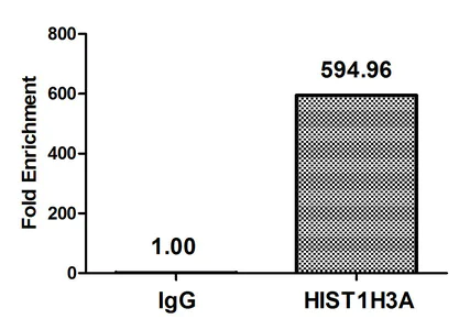 ChIP - Anti-Histone H3 (acetyl K36) antibody (AB241055)