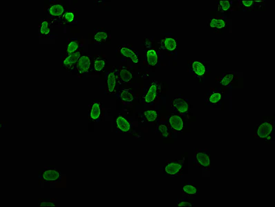 Immunocytochemistry/ Immunofluorescence - Anti-Histone H3 (acetyl K36) antibody (AB241055)