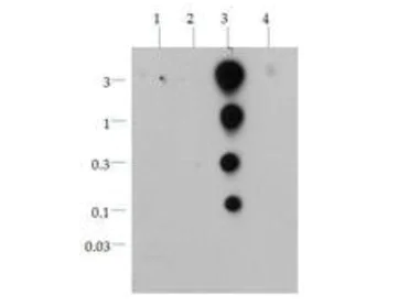 Dot Blot - Anti-Histone H3 (acetyl K36) antibody (AB272159)