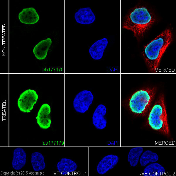 Immunocytochemistry/ Immunofluorescence - Anti-Histone H3 (acetyl K36) antibody [EPR16992] (ab177179), expandable thumbnail