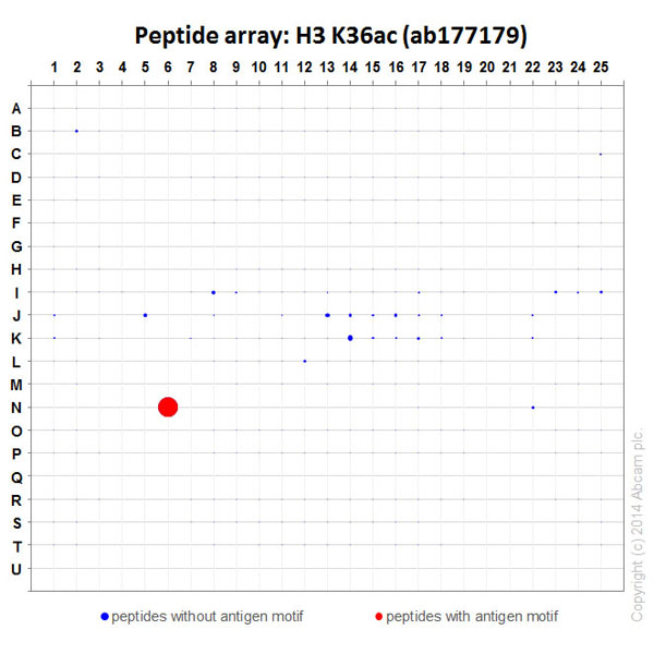 Peptide Array - Anti-Histone H3 (acetyl K36) antibody [EPR16992] (AB177179), expandable thumbnail