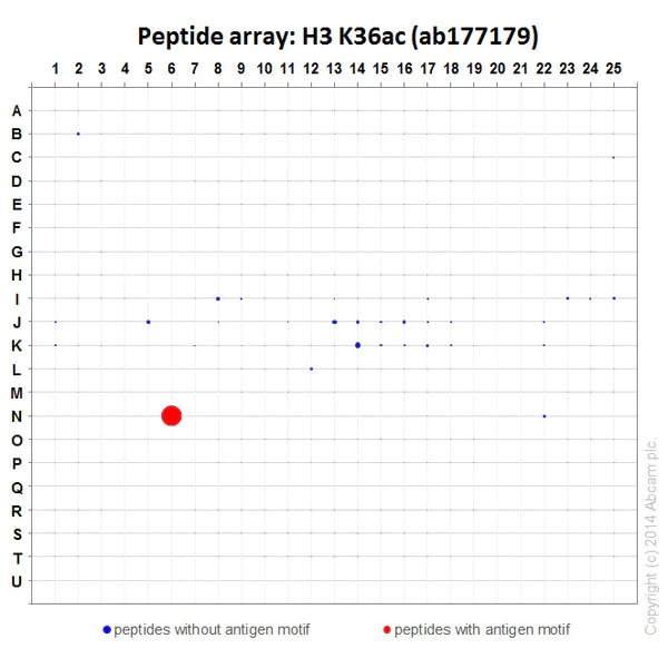 Peptide Array - Anti-Histone H3 (acetyl K36) antibody [EPR16992] (AB177179)