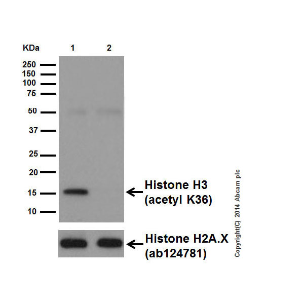 Western blot - Anti-Histone H3 (acetyl K36) antibody [EPR16992] (AB177179), expandable thumbnail