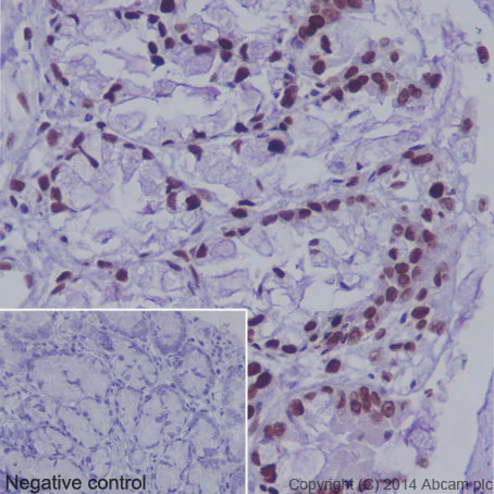 Immunohistochemistry (Formalin/PFA-fixed paraffin-embedded sections) - Anti-Histone H3 (acetyl K36) antibody [EPR16992] - BSA and Azide free (AB249945)
