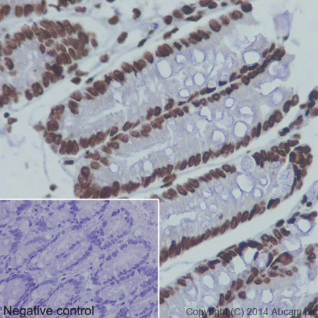 Immunohistochemistry (Formalin/PFA-fixed paraffin-embedded sections) - Anti-Histone H3 (acetyl K36) antibody [EPR16992] - BSA and Azide free (AB249945)
