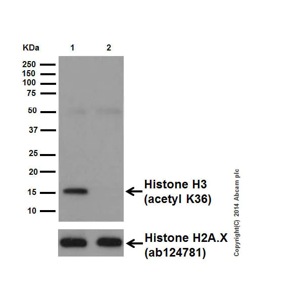 Western blot - Anti-Histone H3 (acetyl K36) antibody [EPR16992] - BSA and Azide free (AB249945)