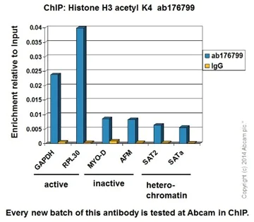 ChIP - Anti-Histone H3 (acetyl K4) antibody [EPR16596] - BSA and Azide free (AB240195)