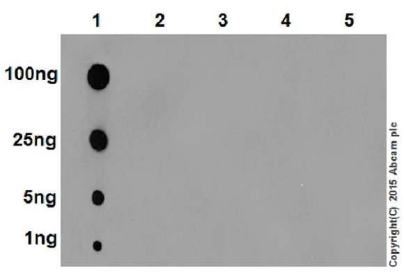 Dot Blot - Anti-Histone H3 (acetyl K4) antibody [EPR16596] - BSA and Azide free (AB240195)