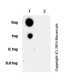 Dot Blot - Anti-Histone H3 (acetyl K4) antibody [EPR16596] - BSA and Azide free (AB240195)