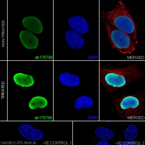 Immunocytochemistry/ Immunofluorescence - Anti-Histone H3 (acetyl K4) antibody [EPR16596] - BSA and Azide free (AB240195)