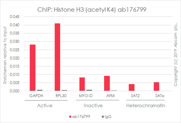 Anti-Histone H3 (acetyl K4) antibody [EPR16596] - ChIP Grade