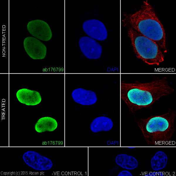Immunocytochemistry/ Immunofluorescence - Anti-Histone H3 (acetyl K4) antibody [EPR16596] - ChIP Grade (AB176799)