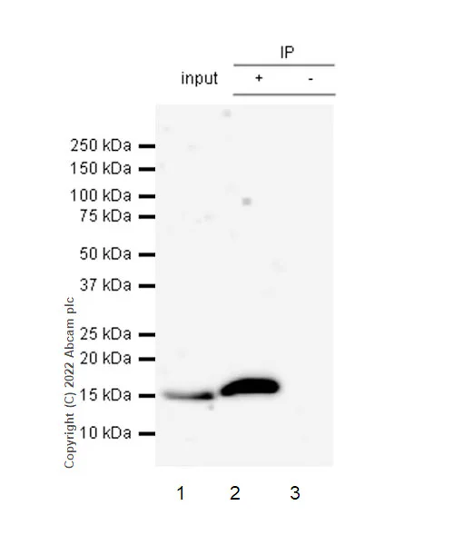 Immunoprecipitation - Anti-Histone H3 (acetyl K4+K9+K14+K18+K23+K27) antibody [RM1045] (AB300641)