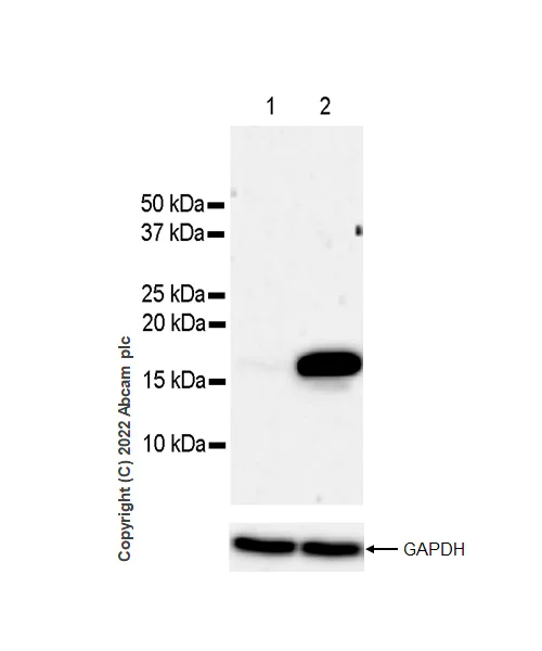 Western blot - Anti-Histone H3 (acetyl K4+K9+K14+K18+K23+K27) antibody [RM1045] (AB300641)