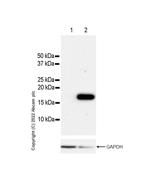 Western blot - Anti-Histone H3 (acetyl K4+K9+K14+K18+K23+K27) antibody [RM1045] (AB300641)