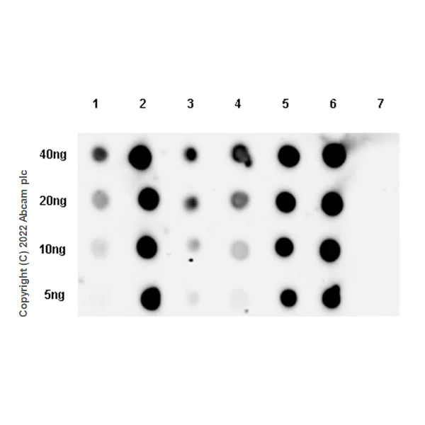 Dot Blot - Anti-Histone H3 (acetyl K4+K9+K14+K18+K23+K27) antibody [RM1045] (BSA and Azide free) (AB300642)