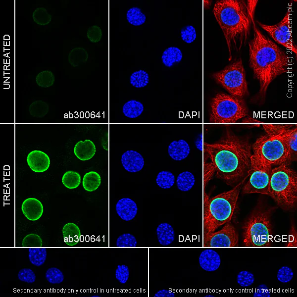 Immunocytochemistry/ Immunofluorescence - Anti-Histone H3 (acetyl K4+K9+K14+K18+K23+K27) antibody [RM1045] - BSA and Azide free (AB300642)